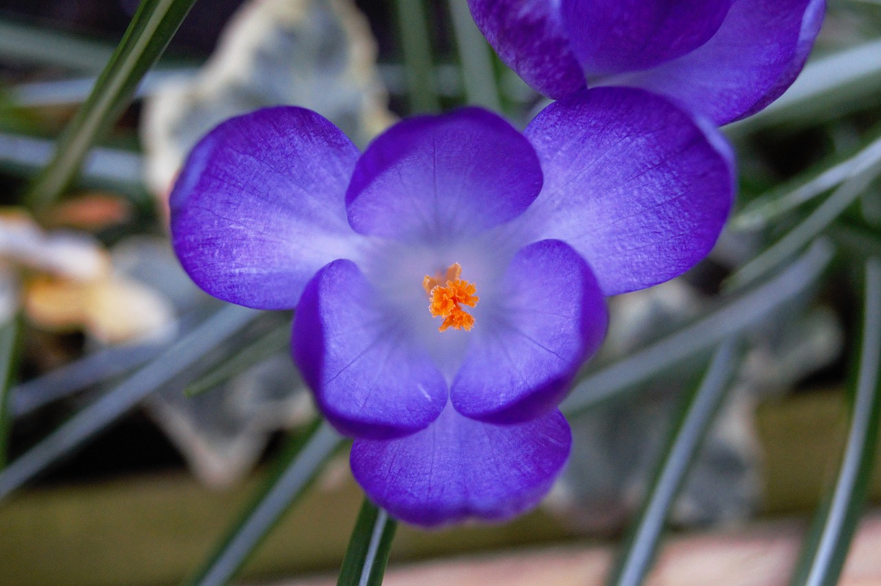 crocus purple flower free photo