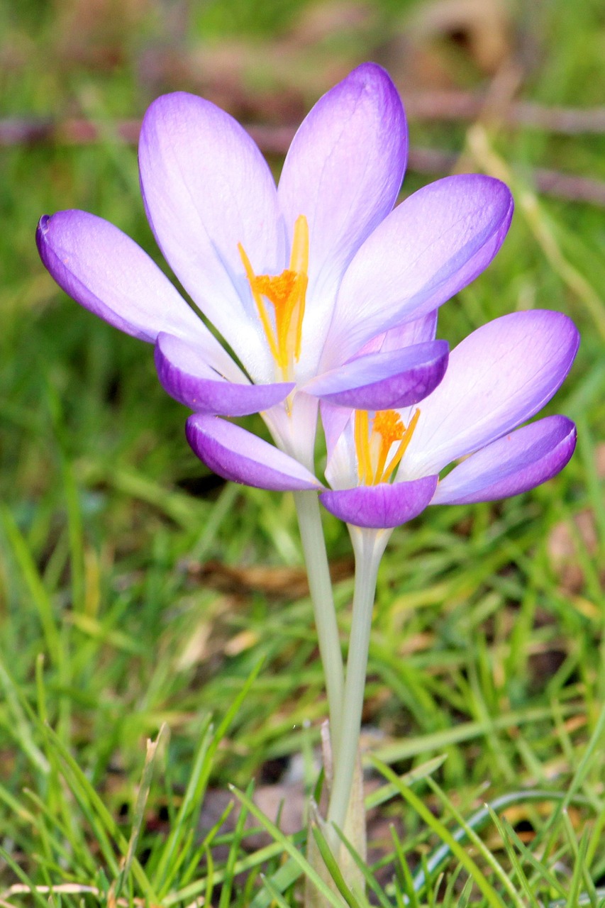 crocus spring meadow spring free photo