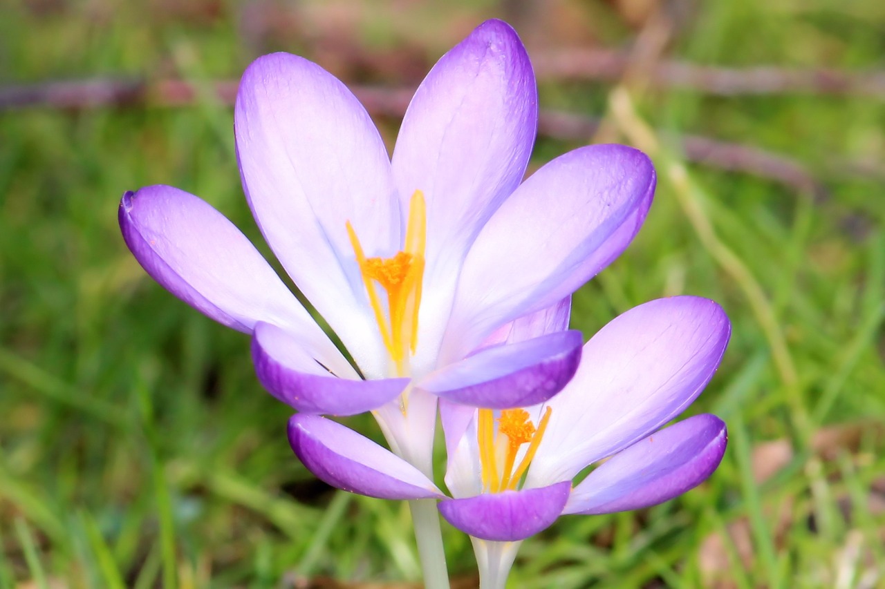 crocus spring meadow spring free photo