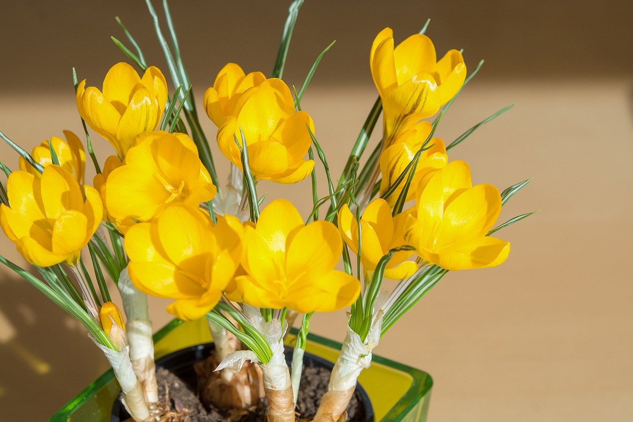 crocus flowers spring flowers free photo