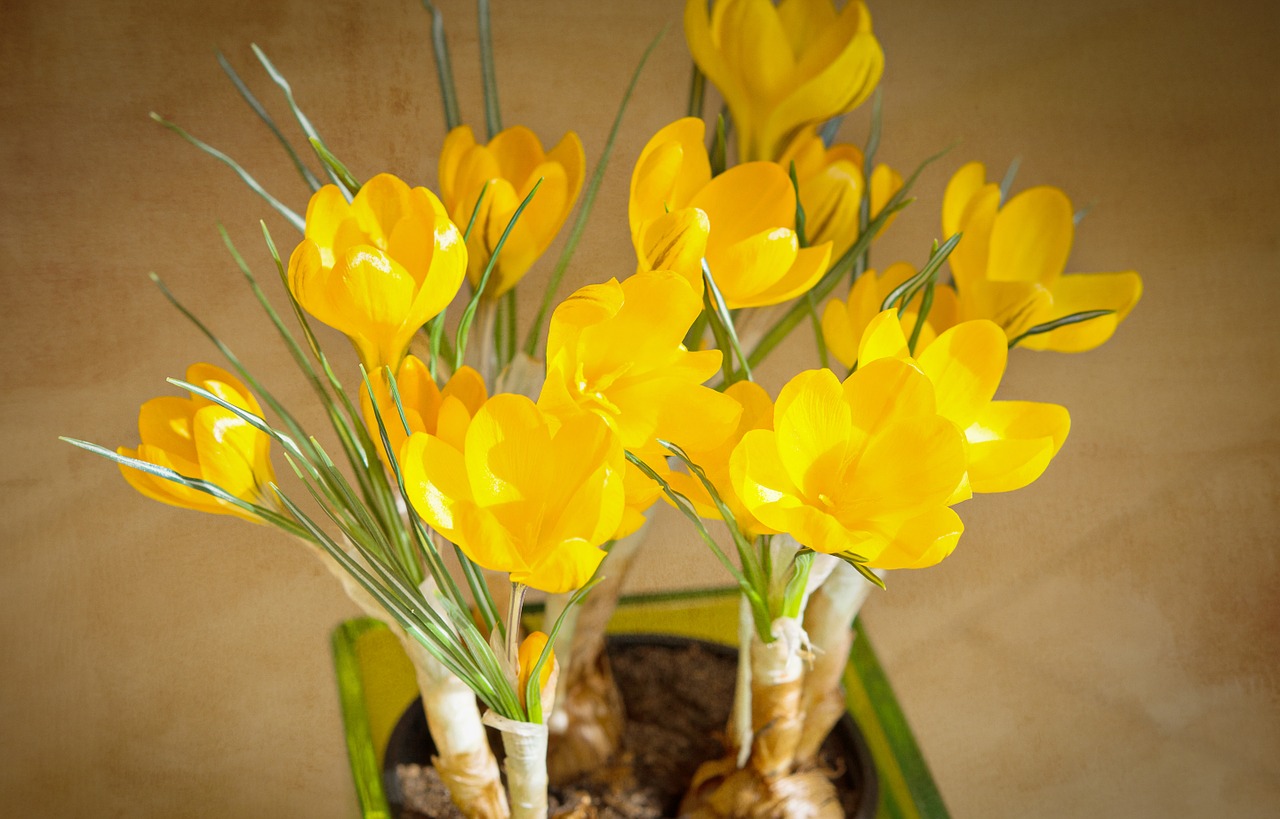 crocus yellow flowers free photo