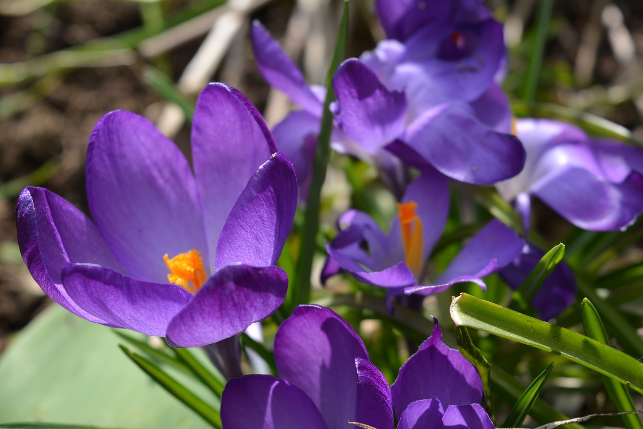 crocus blossom bloom free photo