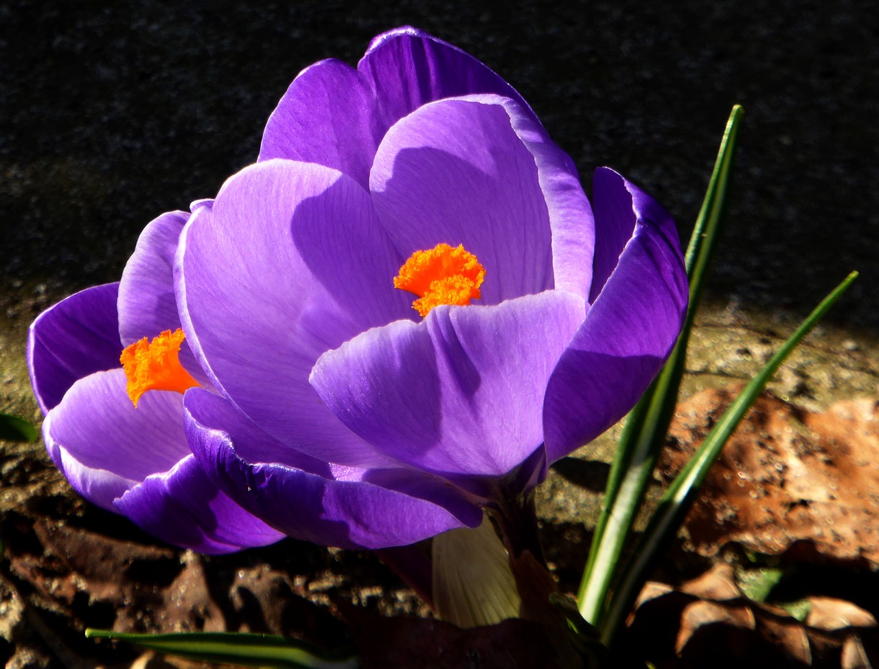 crocus spring violet free photo