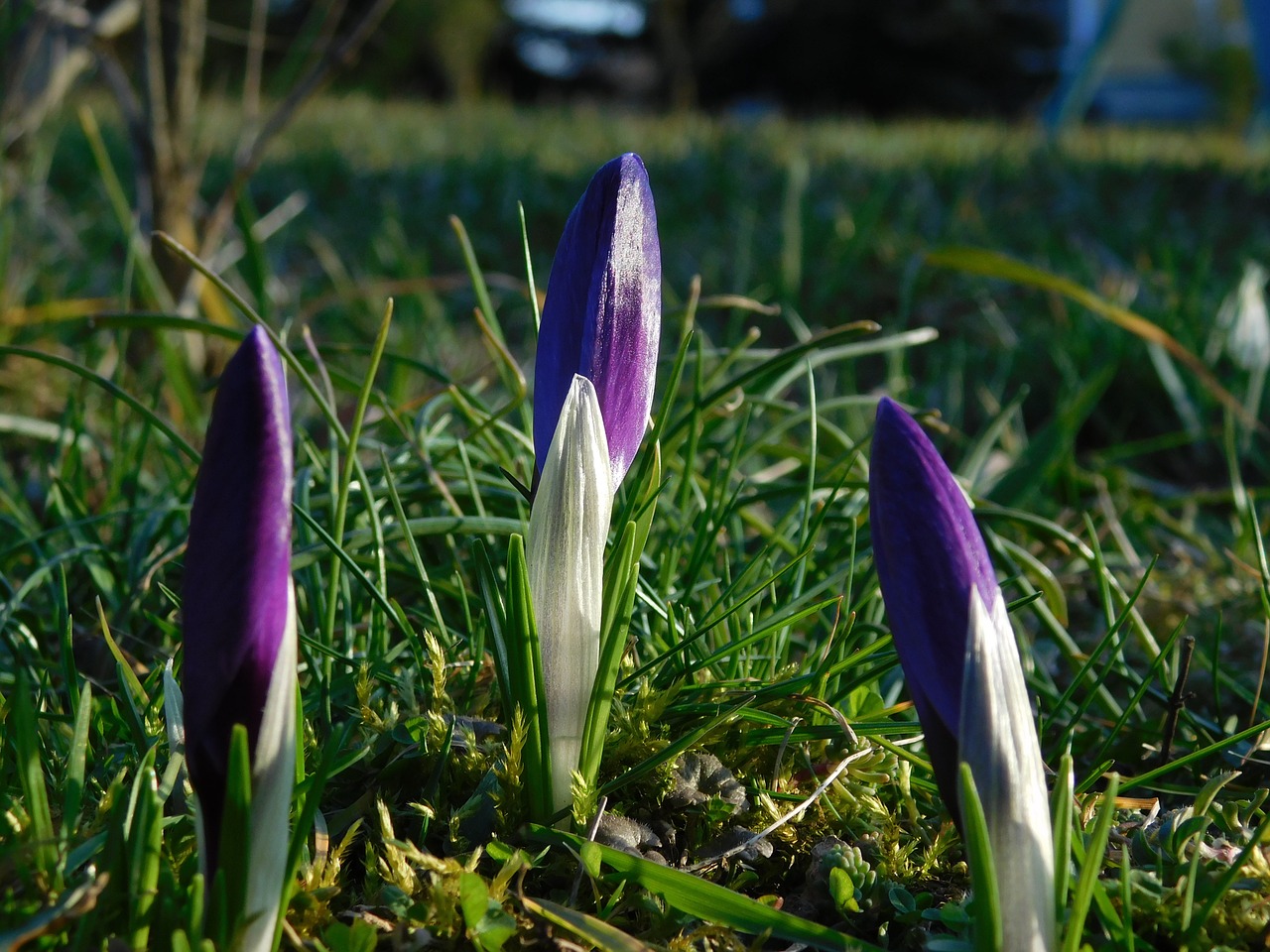 crocus spring flower free photo