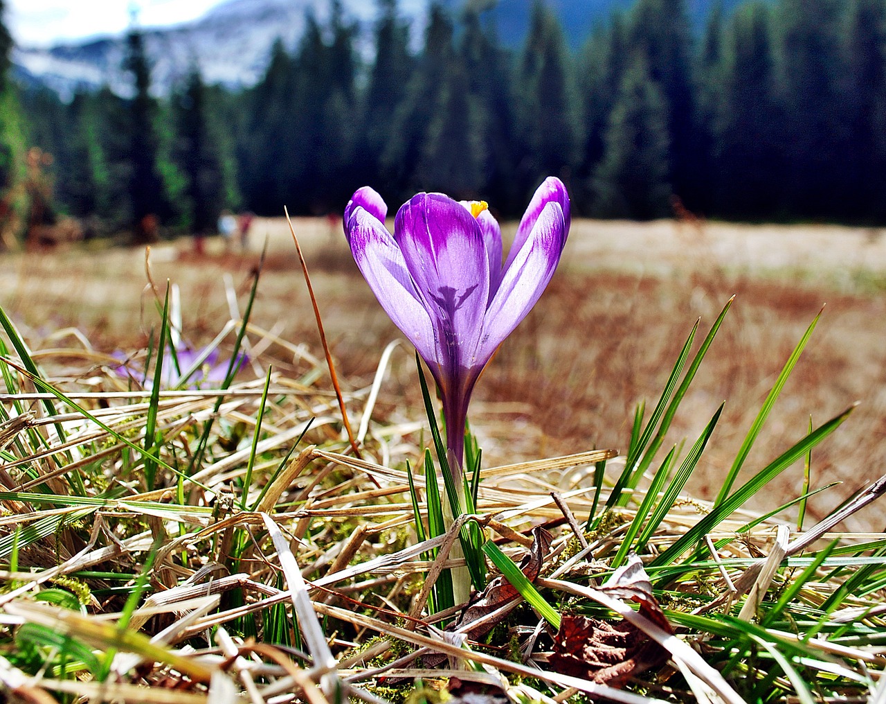 crocus tatry flowers free photo