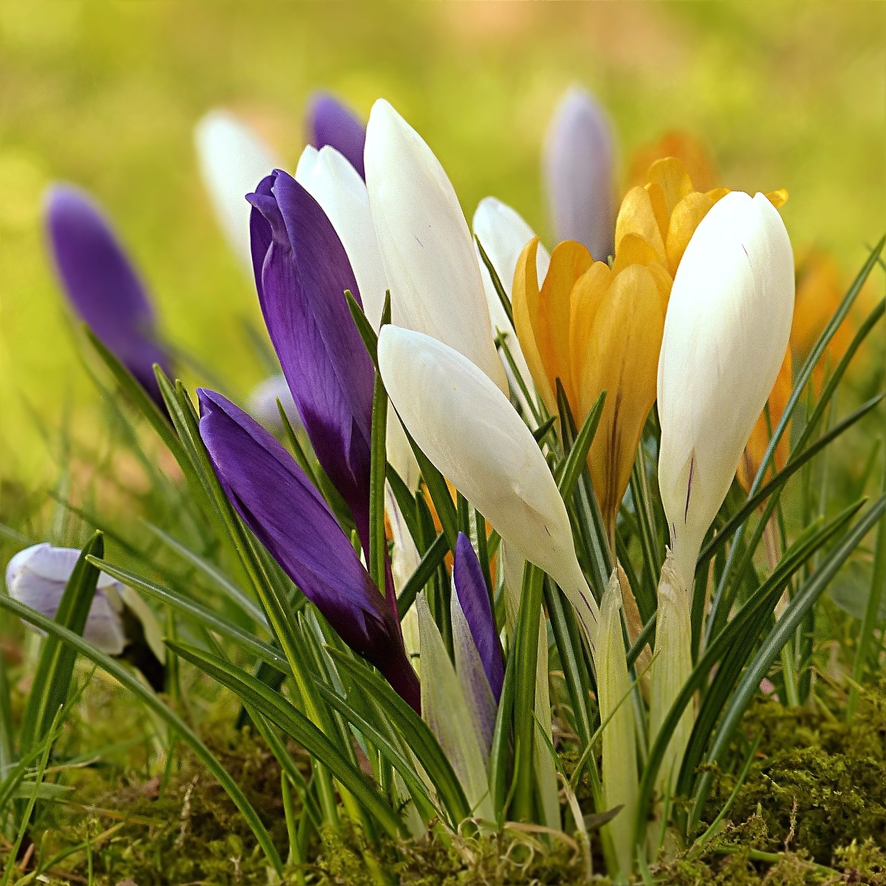 crocus flower colorful free photo