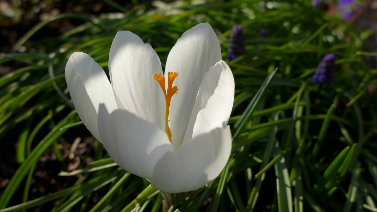 crocus white yellow free photo