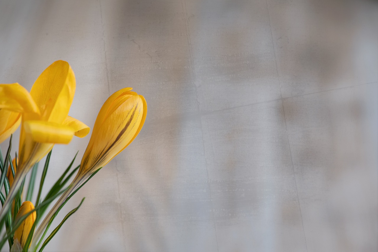 crocus flower blossom free photo