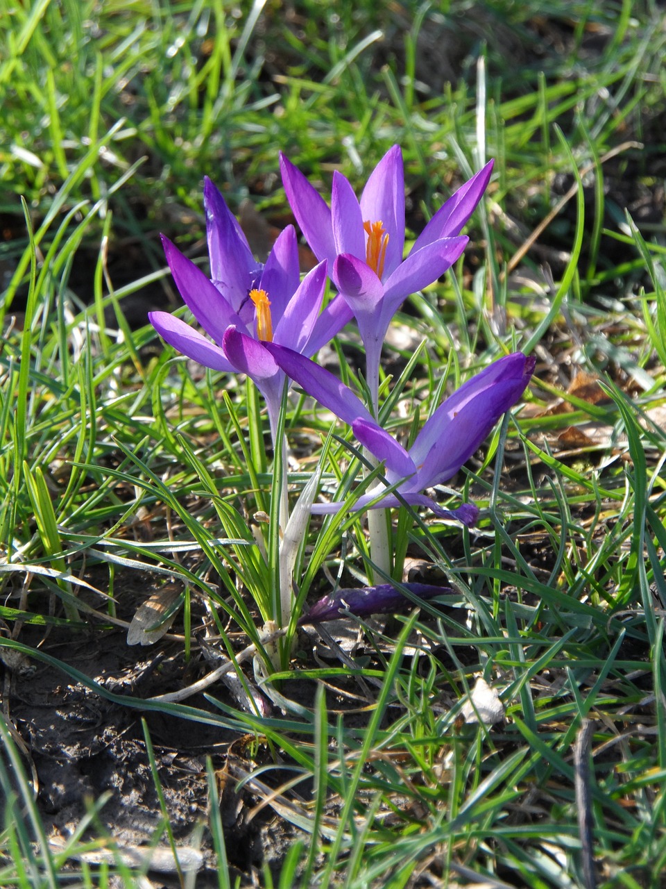 crocus purple violet free photo