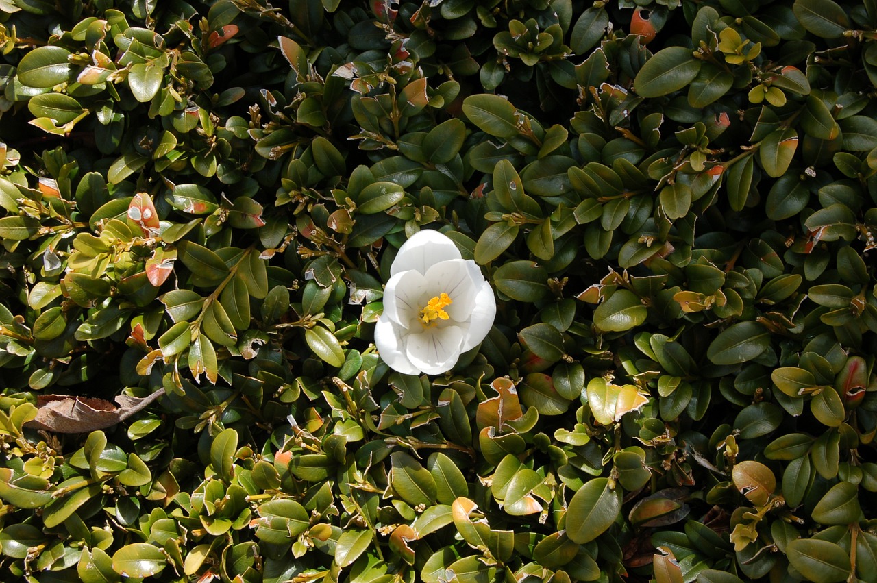 crocus bush spring free photo