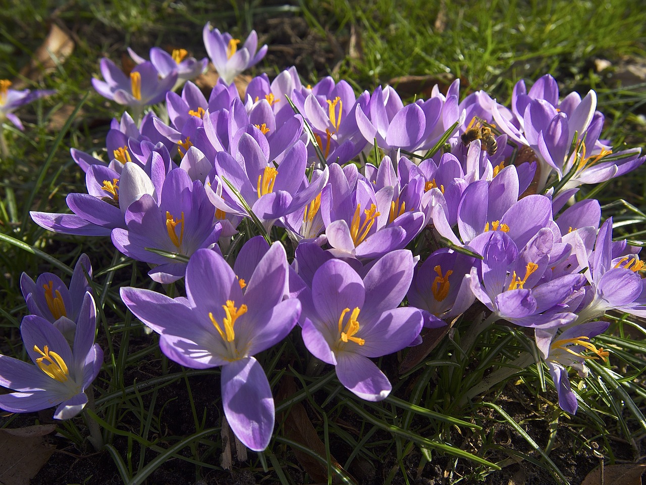 crocus flowers spring free photo