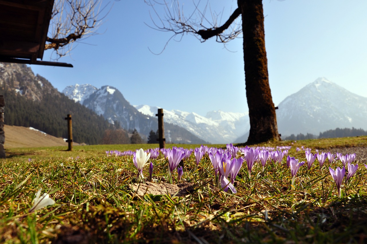 crocus purple mountains free photo