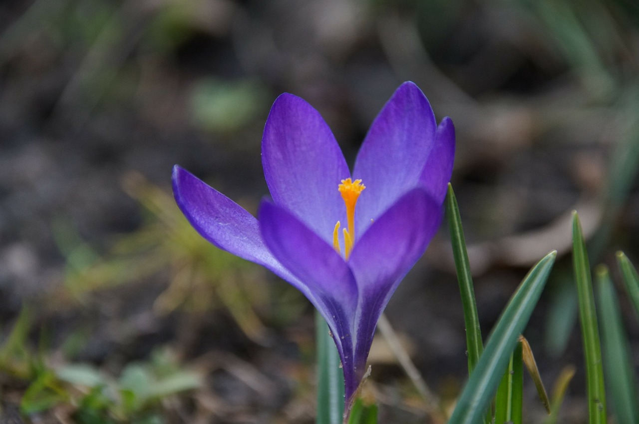 crocus flower violet free photo