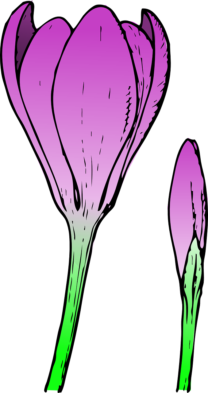 crocus flower nature free photo