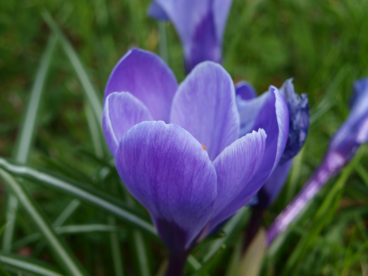 crocus blue flower free photo