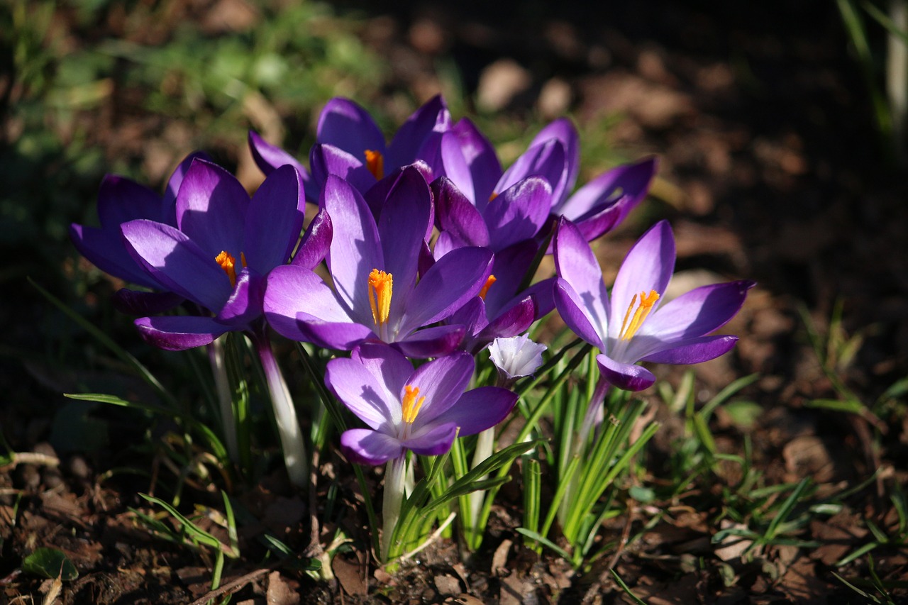 crocus flowers spring free photo