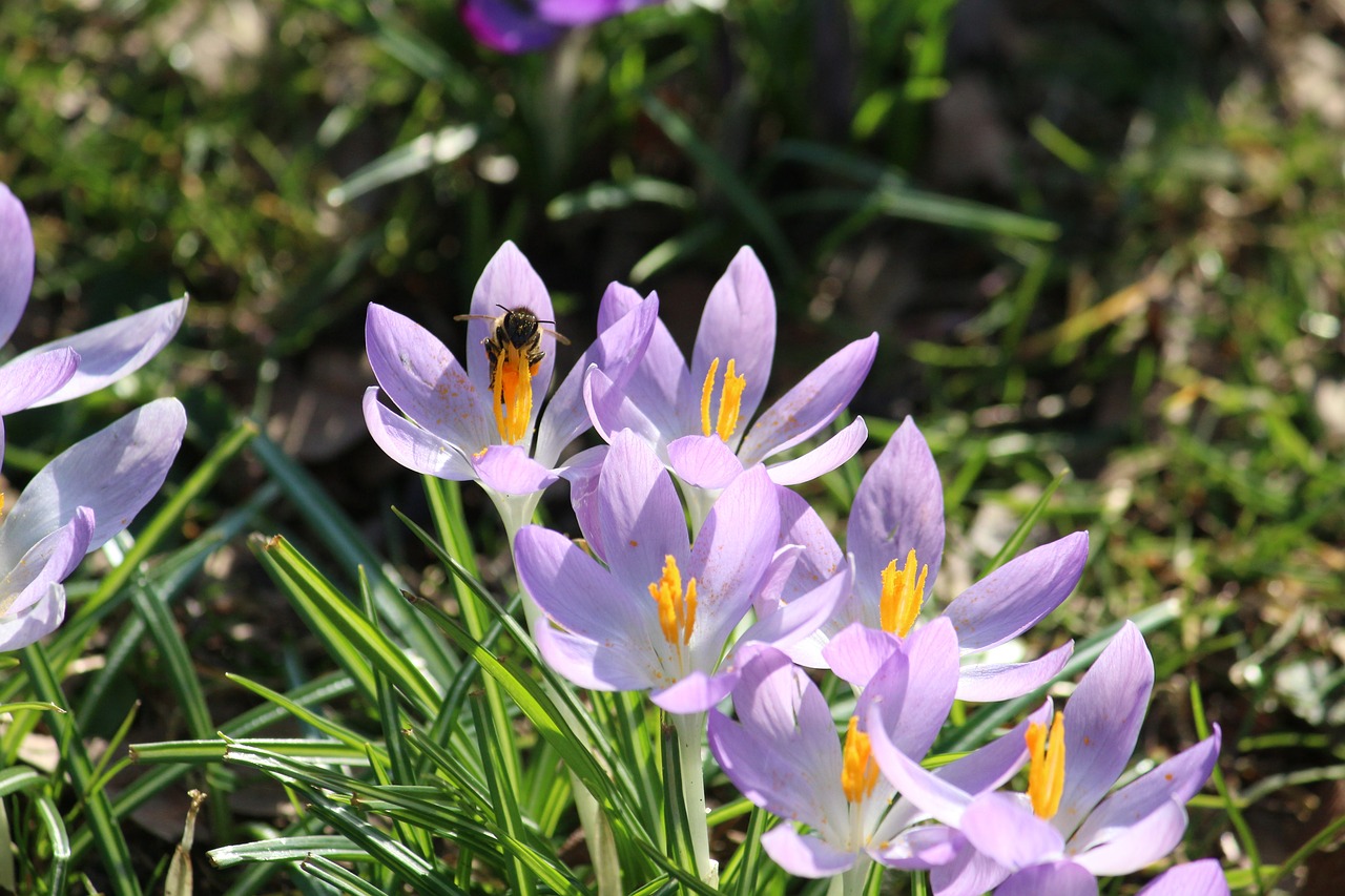 crocus bee spring free photo