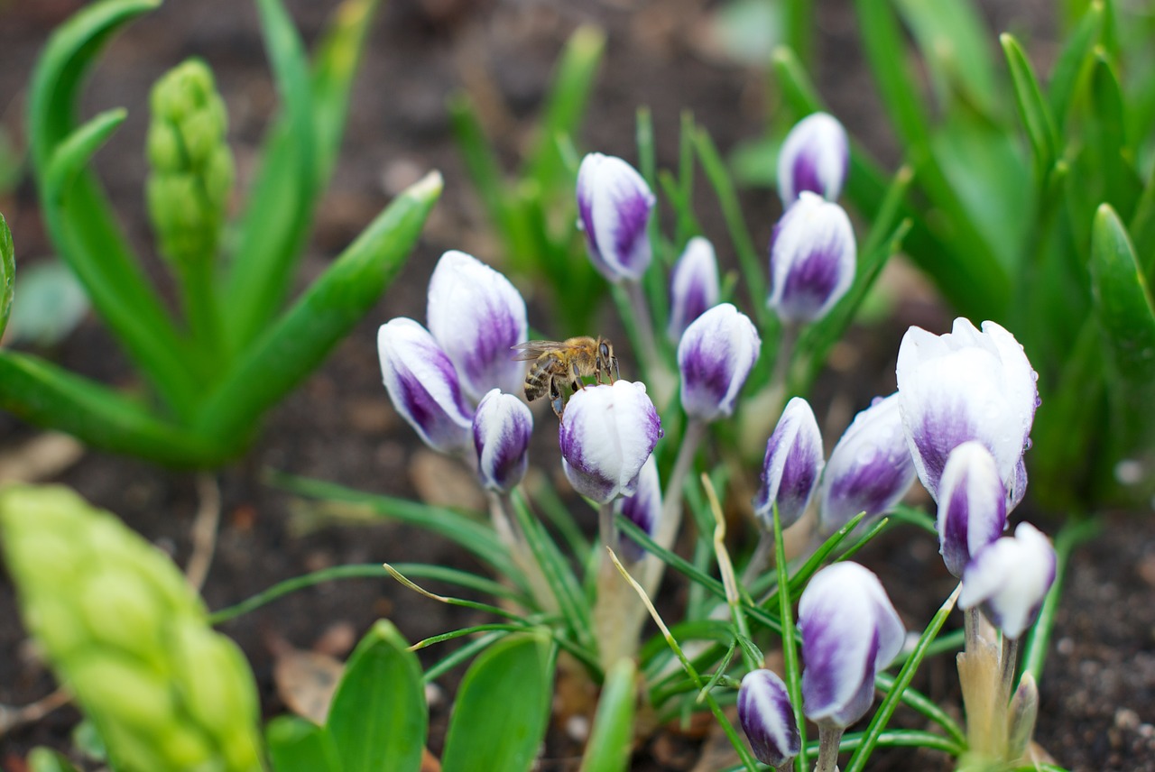 crocus spring physic garden free photo