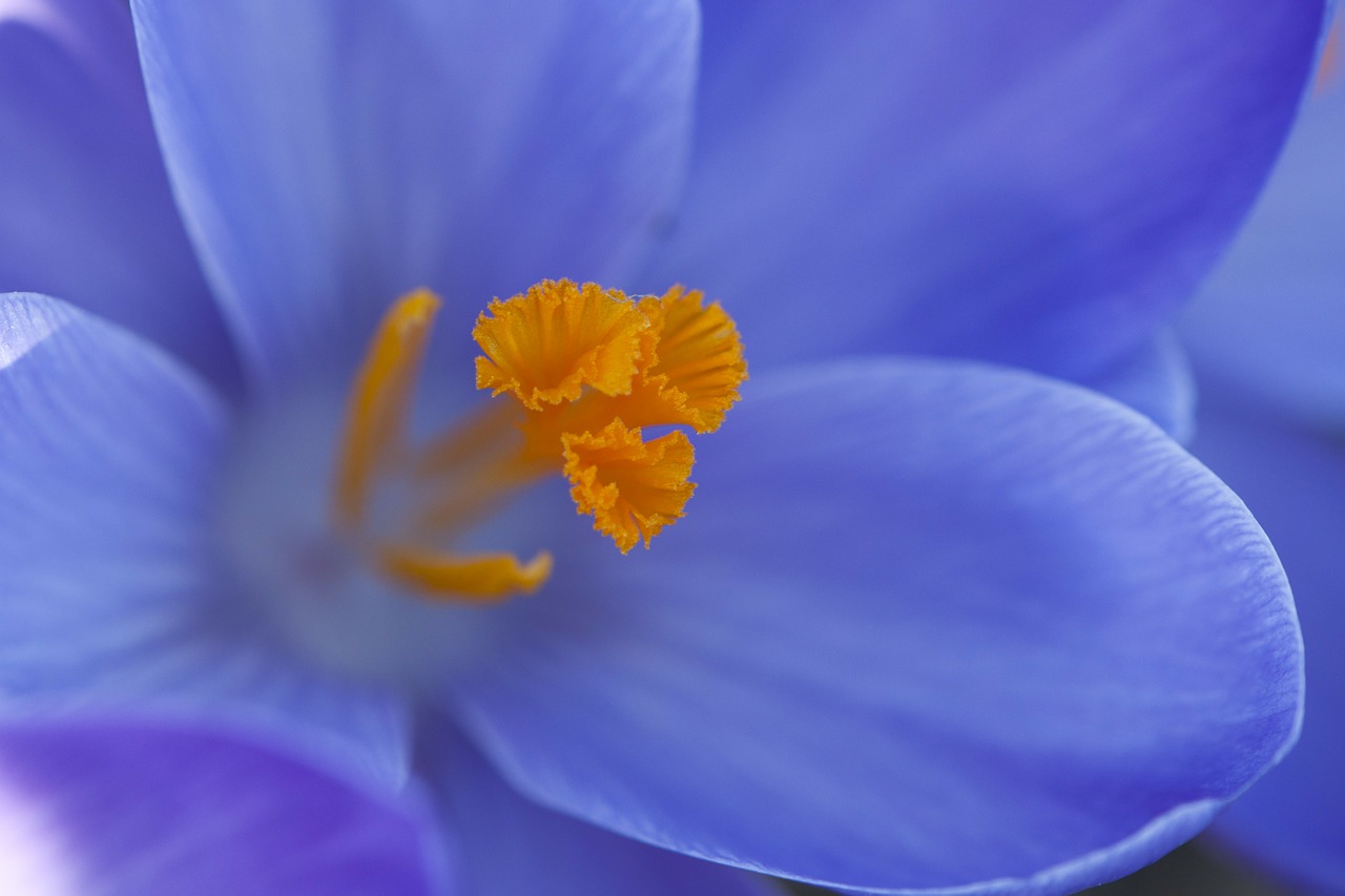 crocus floral plant free photo