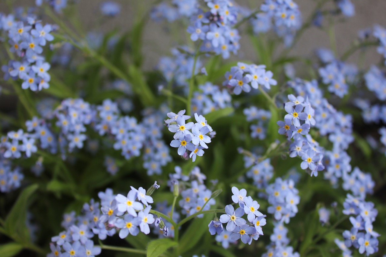 crocus forget-me-not blue free photo