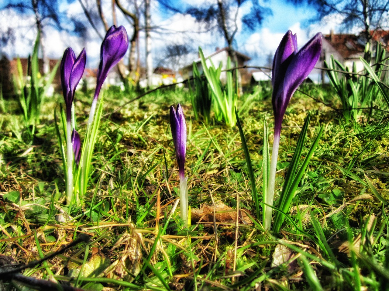 crocus flowers spring free photo