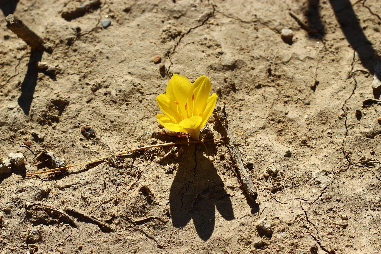 crocus flower stand alone free photo