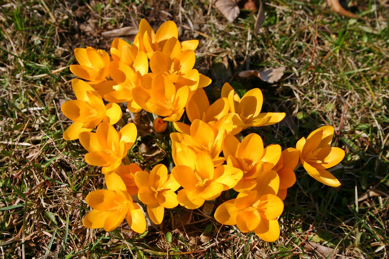 crocus yellow blossom free photo