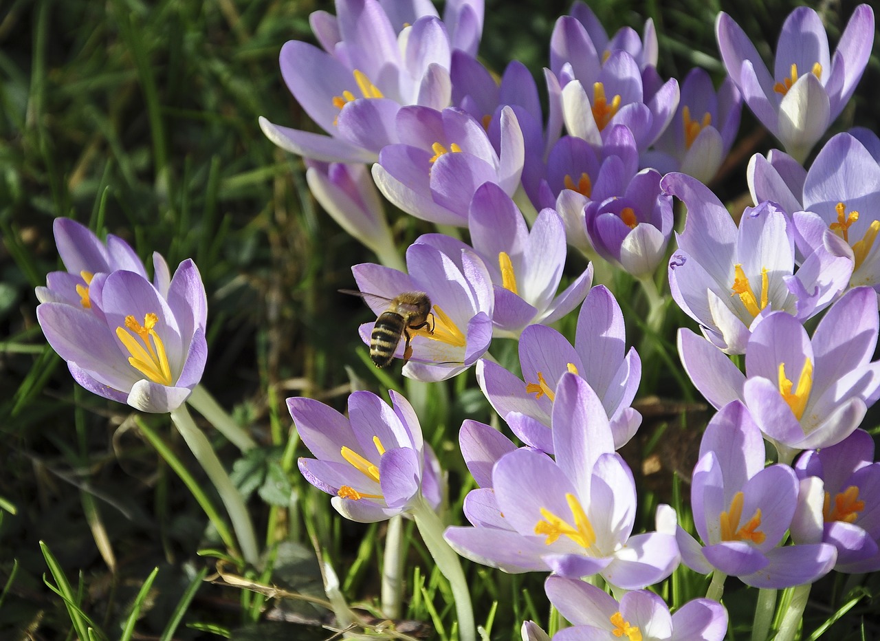 crocus bee flower free photo