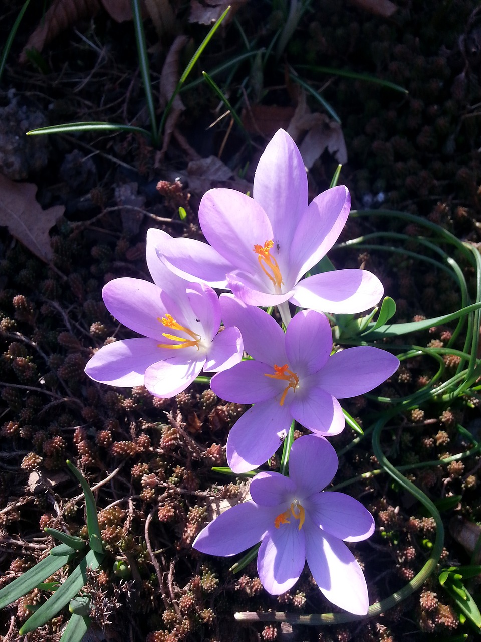 crocus spring spring crocus free photo