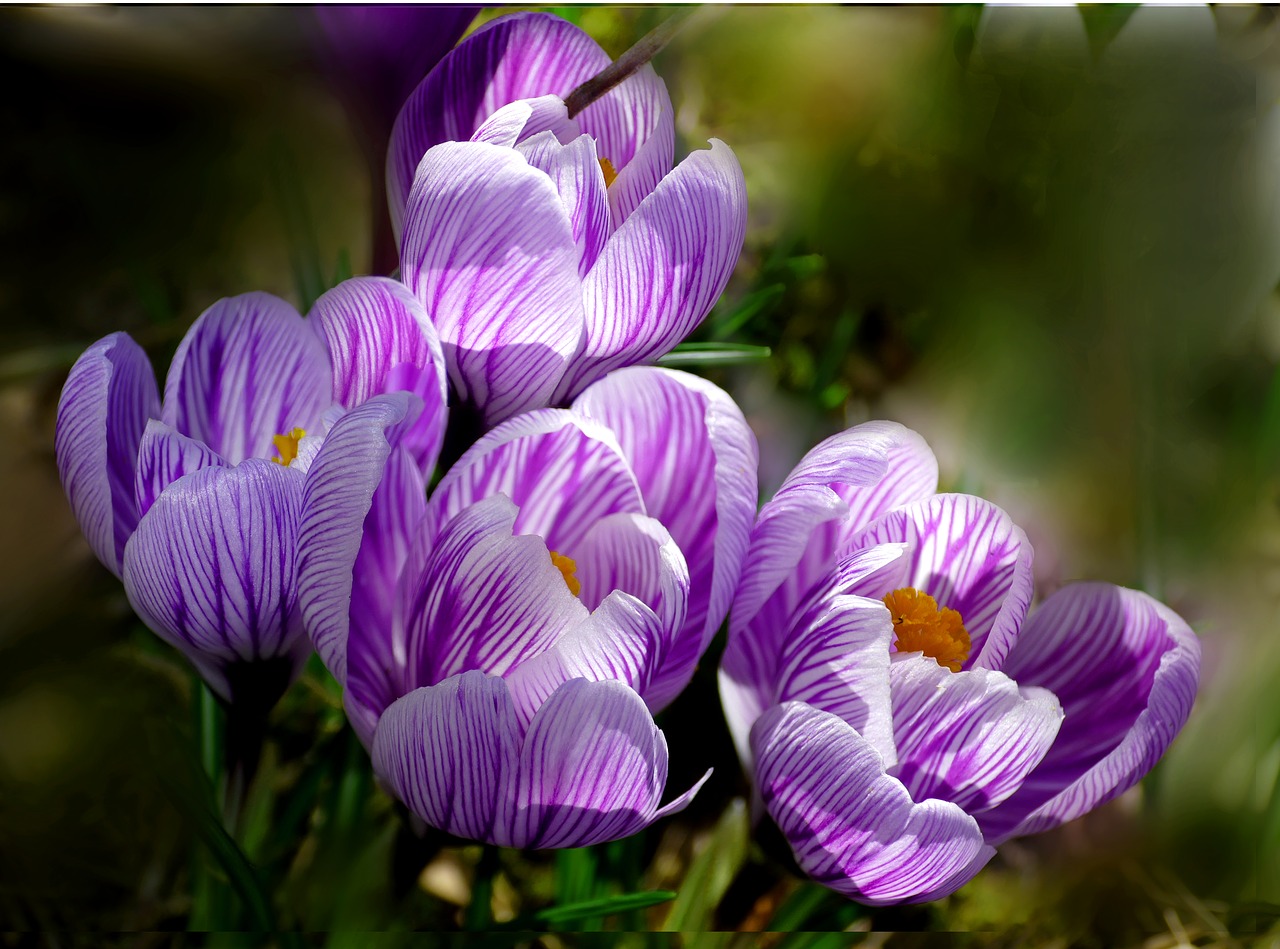 crocus flower nature free photo