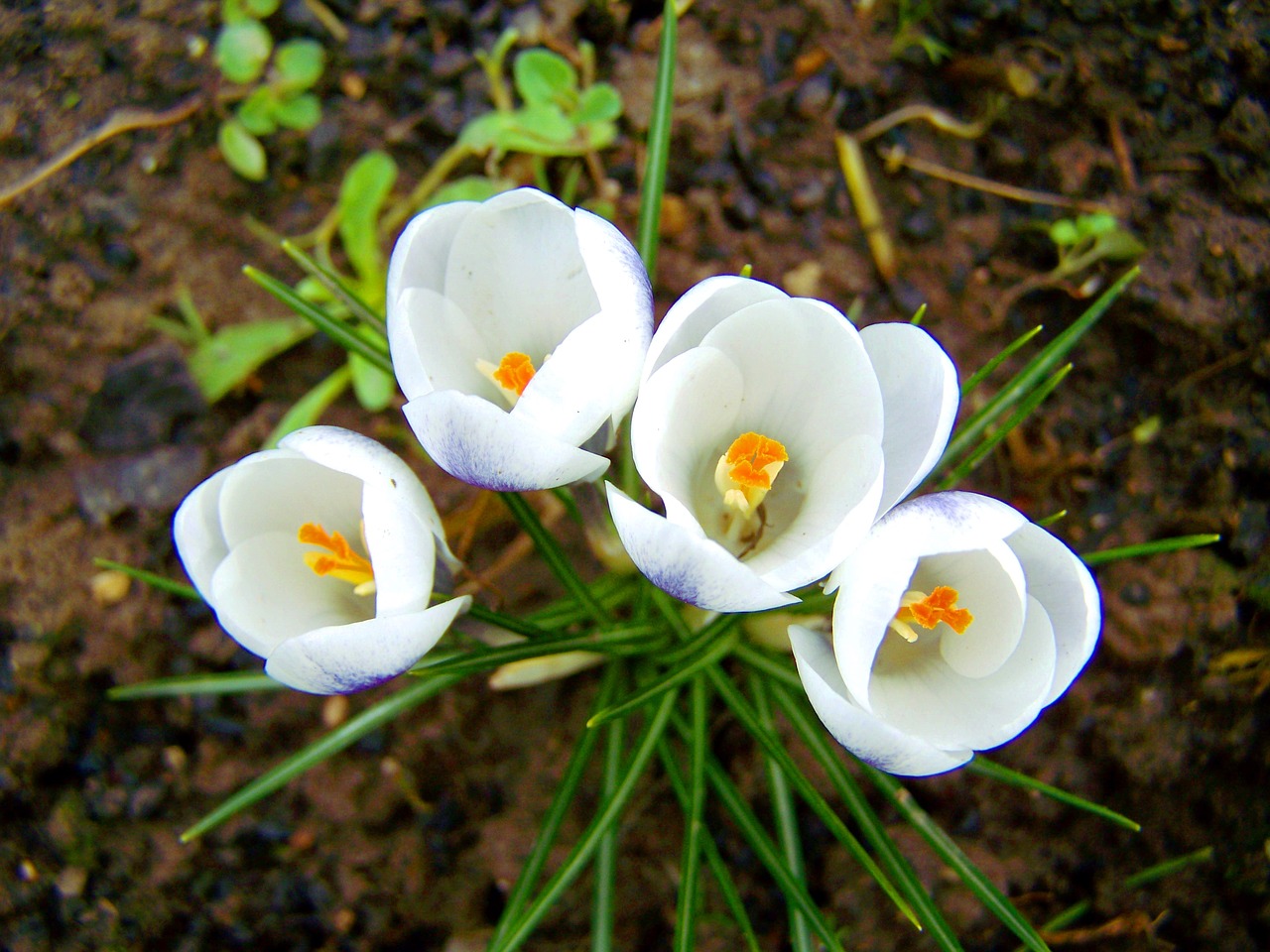 crocus white flower spring free photo