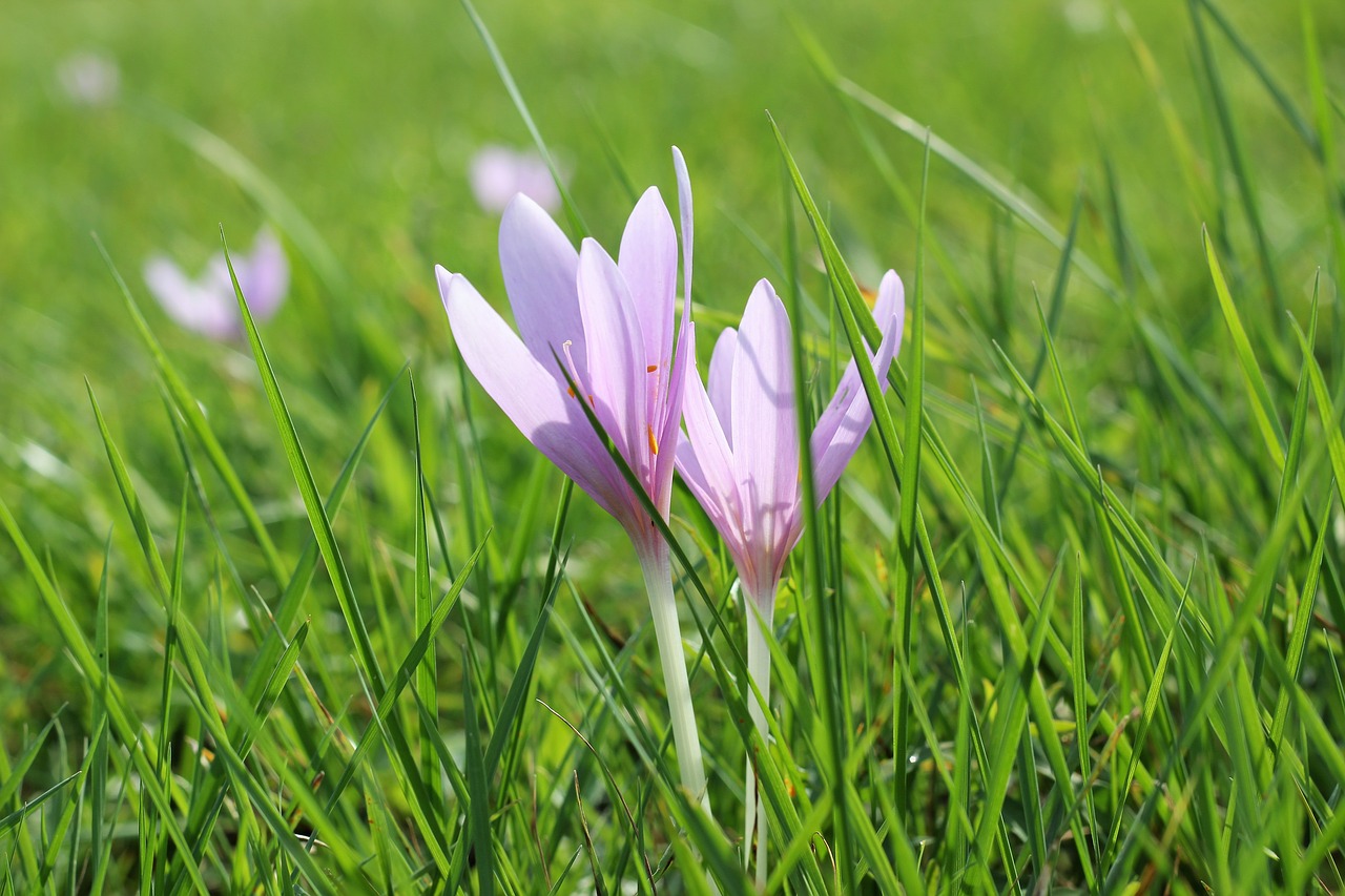 crocus meadow saffron flower free photo