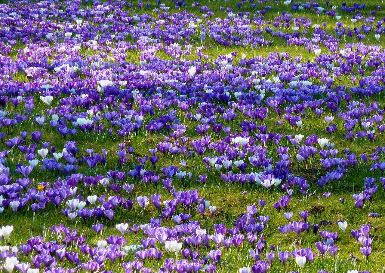 crocus spring spring crocus free photo