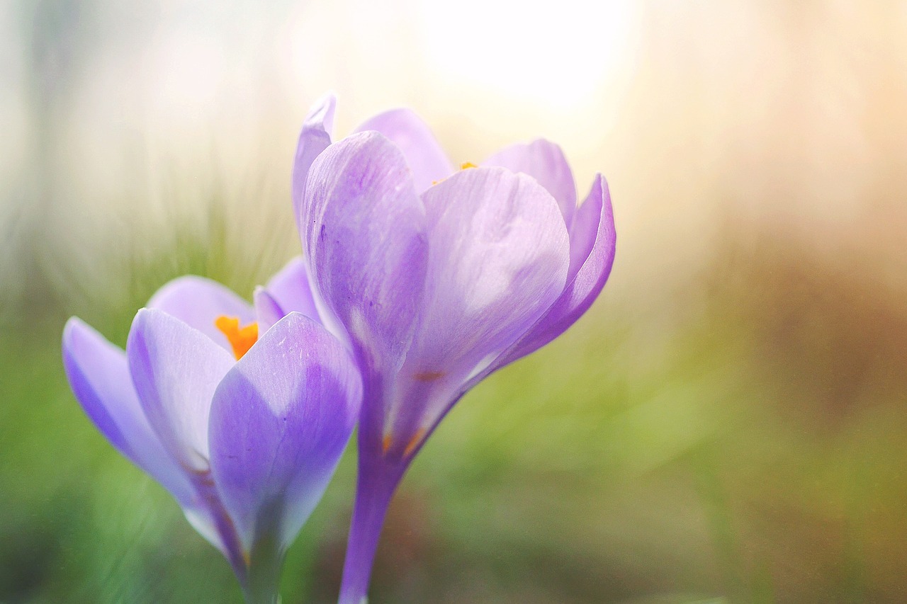 crocus violet pink free photo