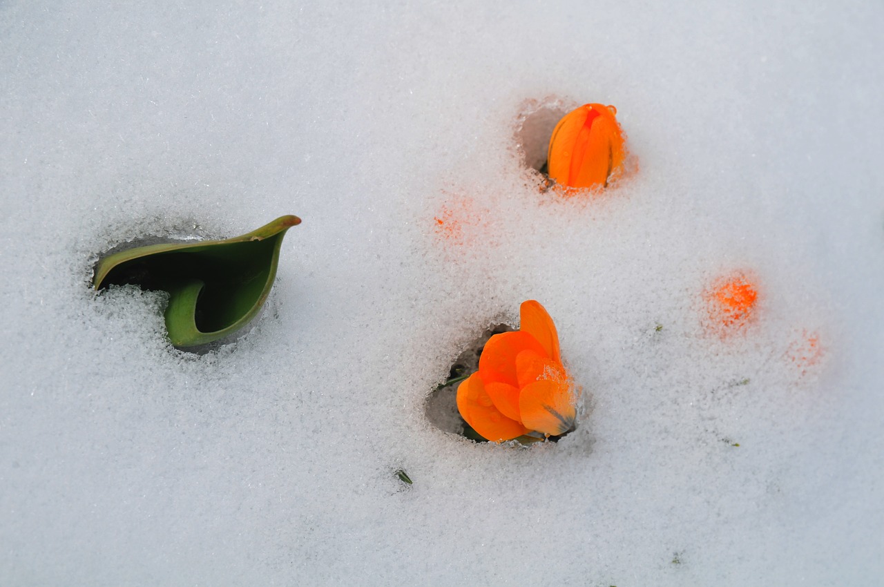 crocus tulip spring free photo