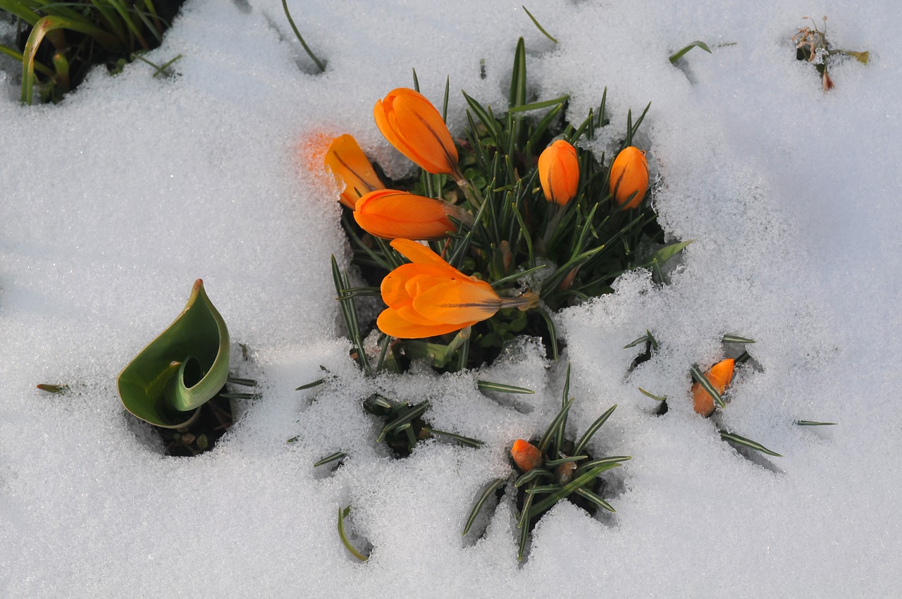 crocus spring snow free photo