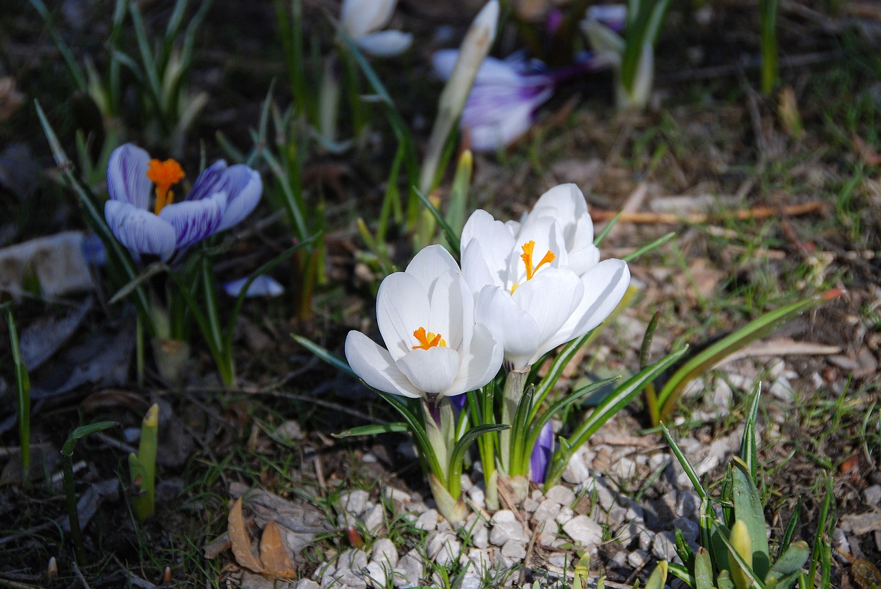 crocus lichtspiel spring free photo