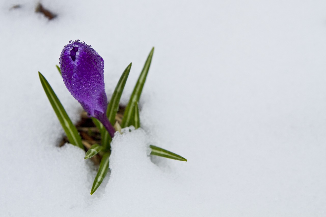 crocus flower spring free photo