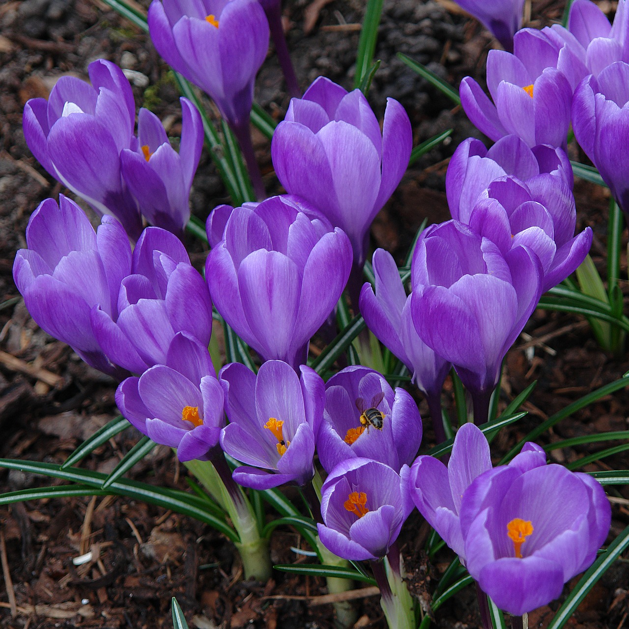 crocus plant garden free photo