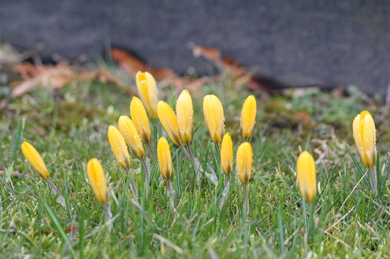 crocus spring flower flower free photo