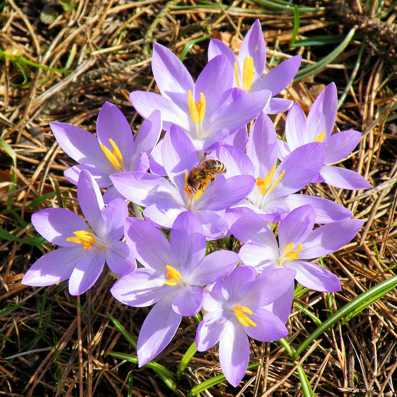 crocus bees spring free photo