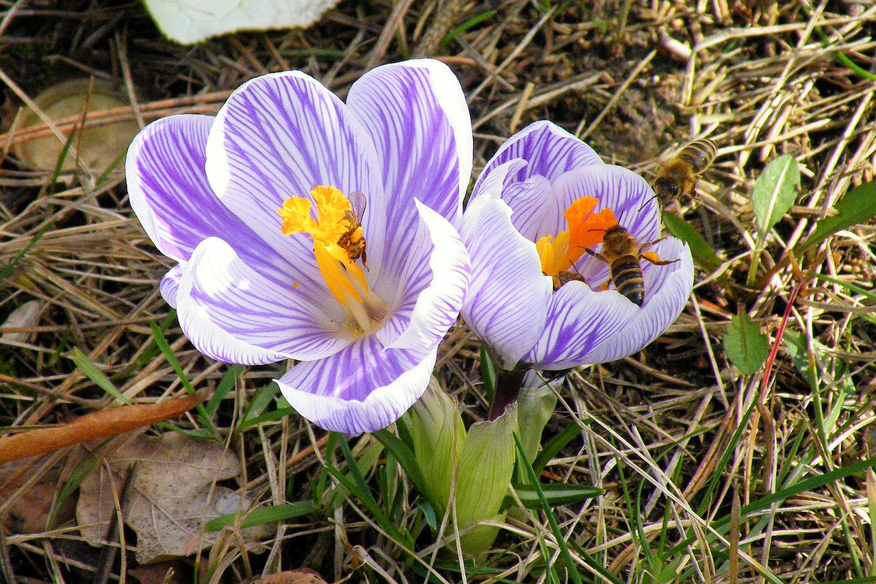 crocus bees insect free photo