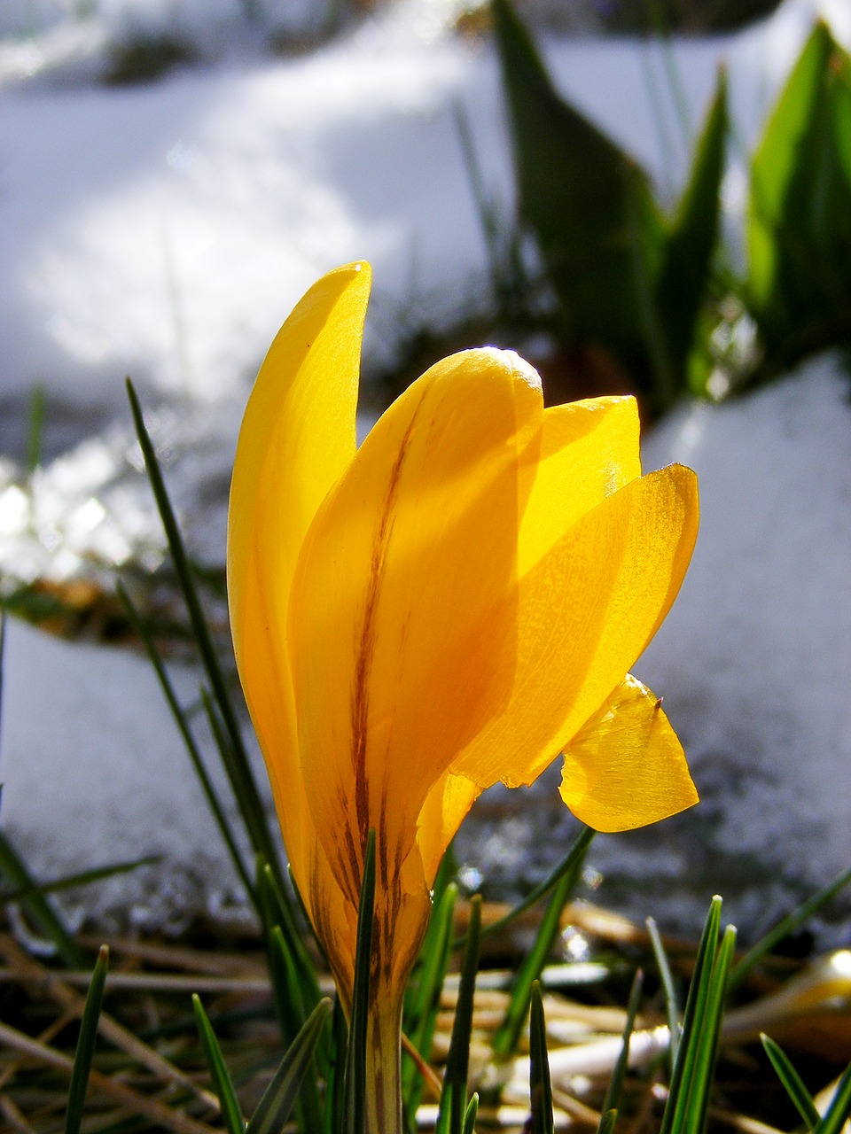 crocus yellow bloom free photo