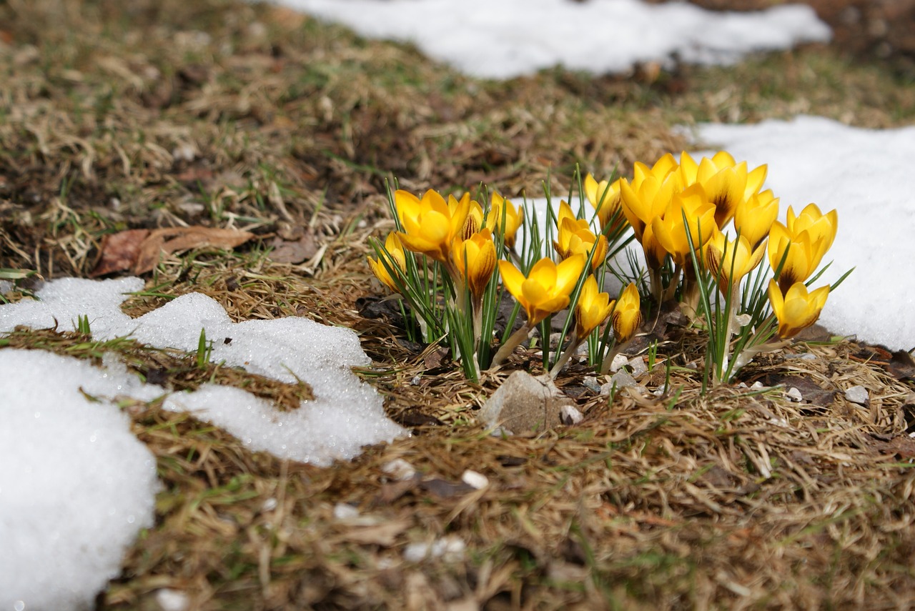 crocus spring meadow spring free photo