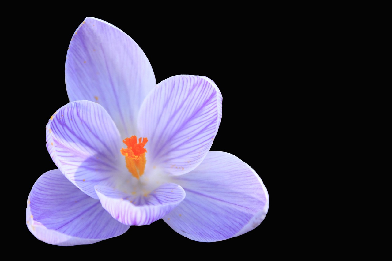 crocus blue blossom free photo