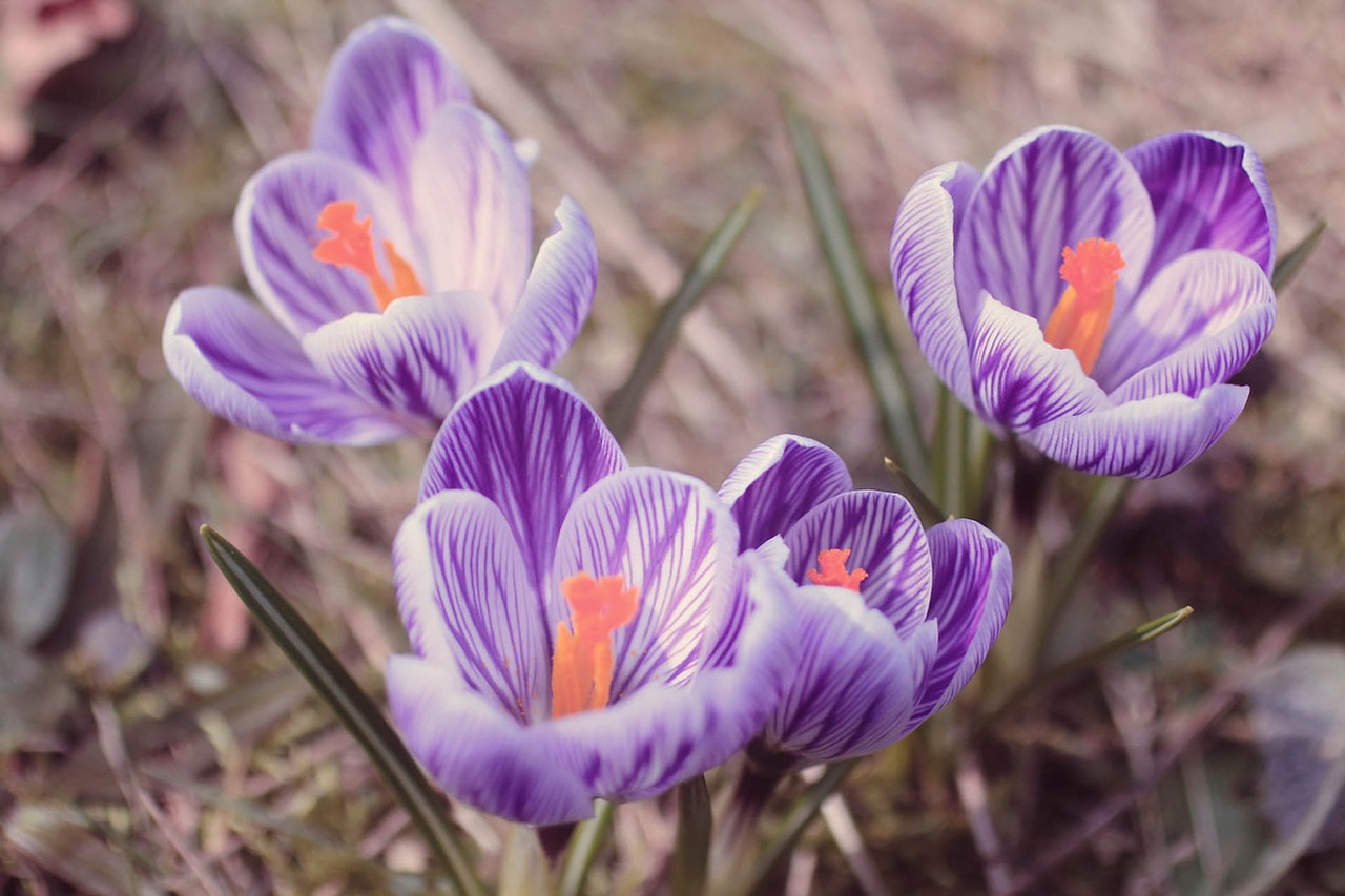 crocus spring purple free photo