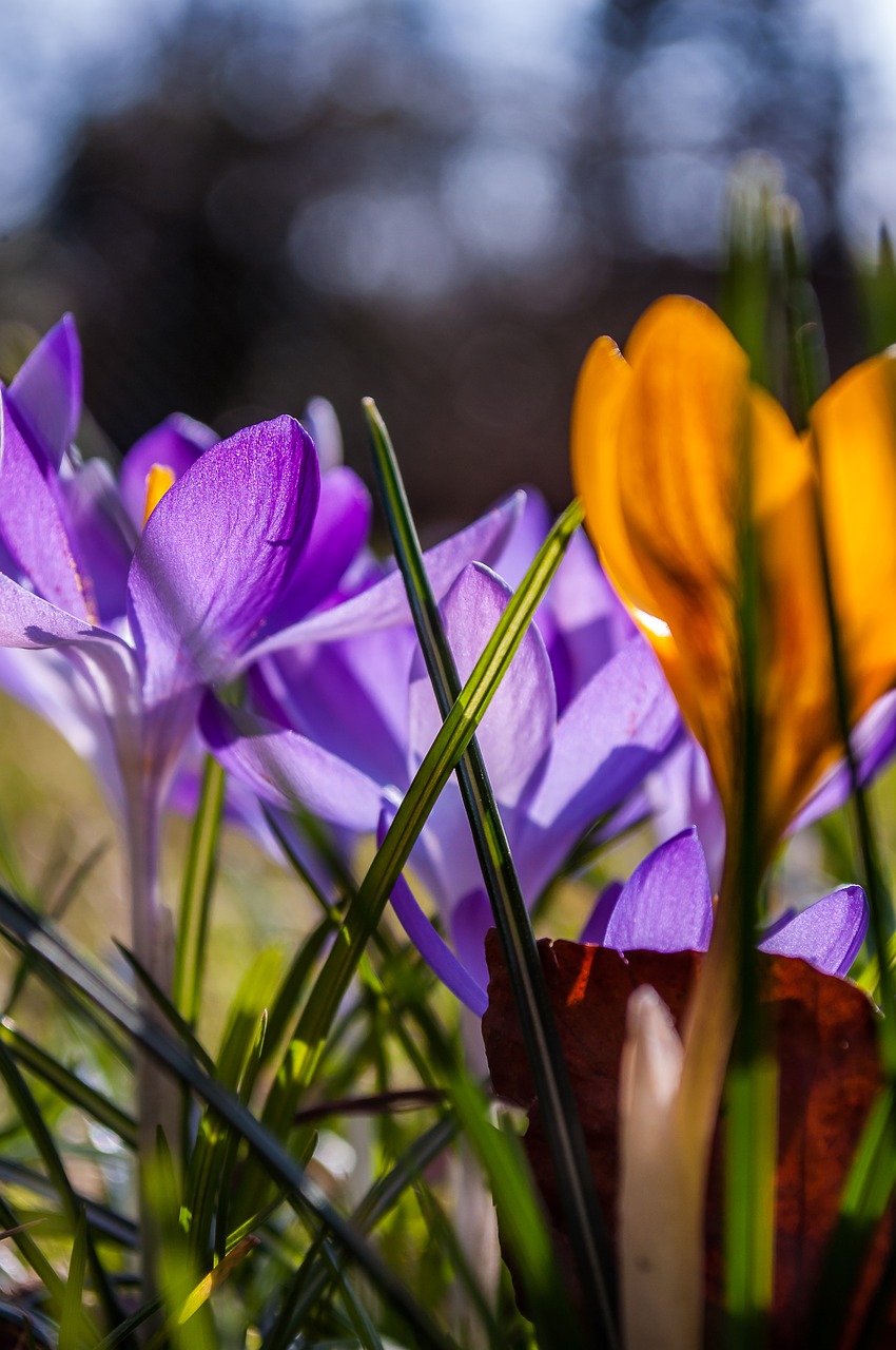 crocus purple yellow free photo