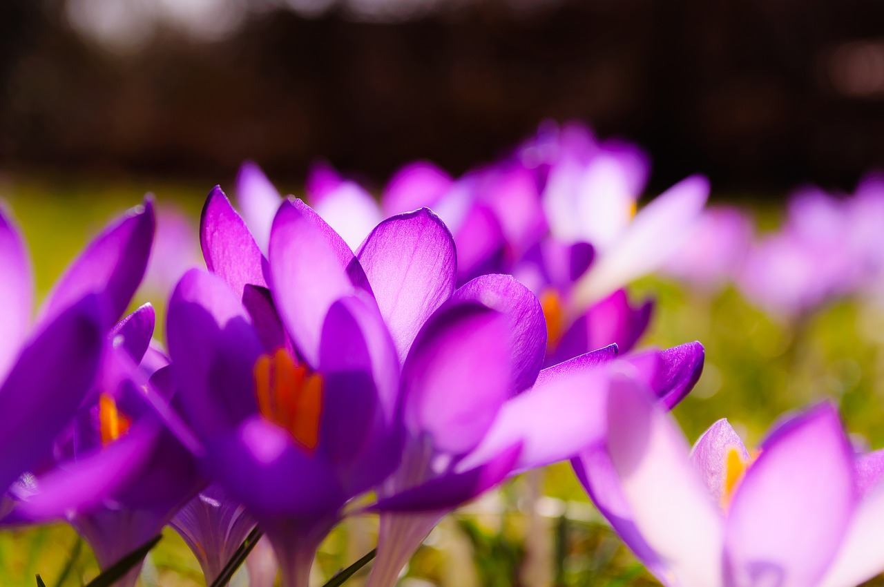 crocus purple yellow free photo