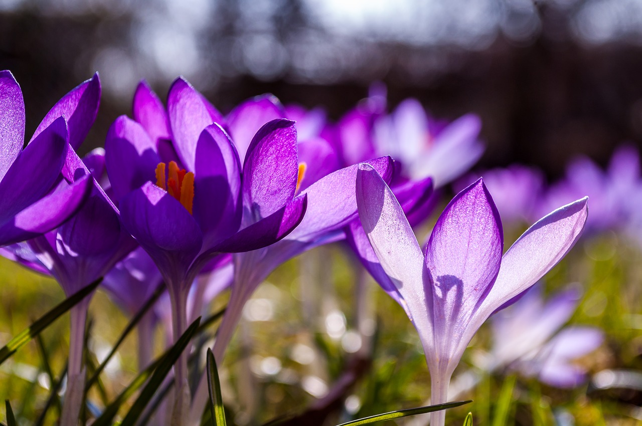 crocus purple yellow free photo