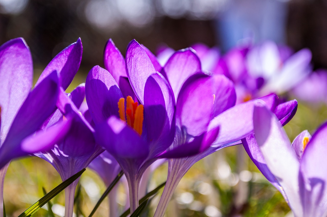 crocus purple yellow free photo